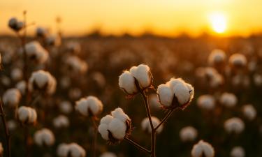 Узбекистан оформил поставку 100 тысяч тонн хлопка из США