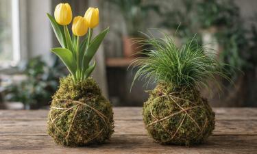 Кокедамы позволяют выращивать растения без горшков