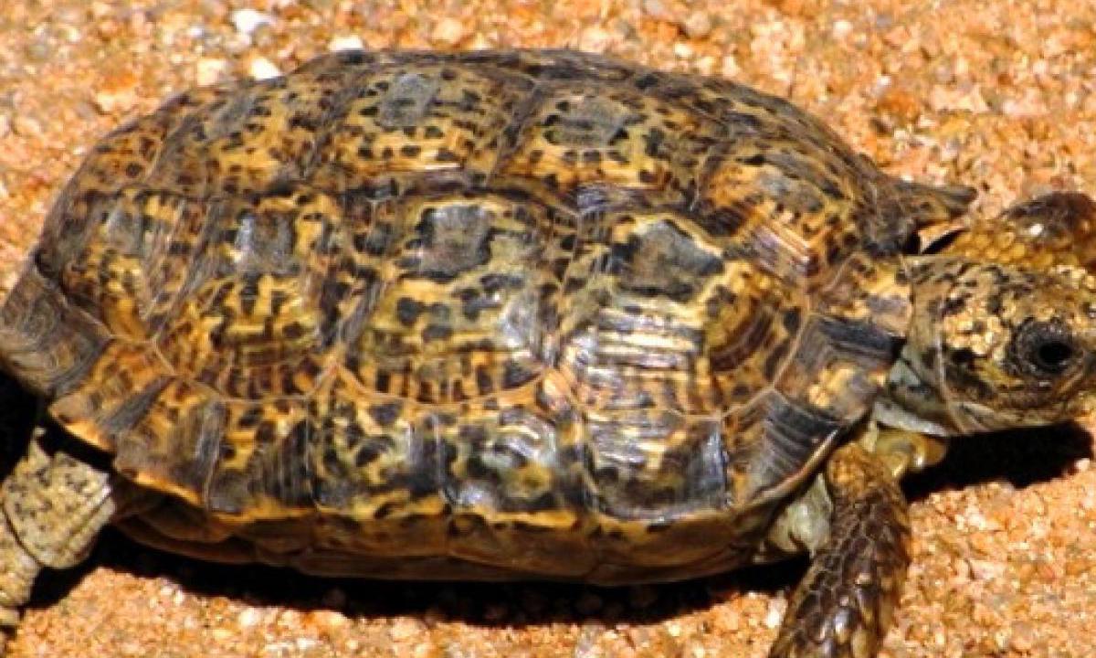 Галапагосские черепахи продолжают глотать пластик, несмотря на запрет