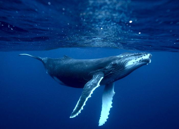 Горбатые киты нарисовали в океане спираль Фибоначчи
