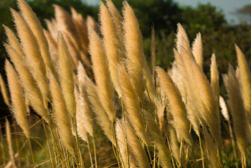 пампасная трава