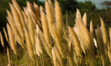 Пампасная трава расширила использование в декоре — по данным Ciceksel