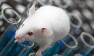 Подопытные мыши стали алкоголиками из-за особенностей мозга