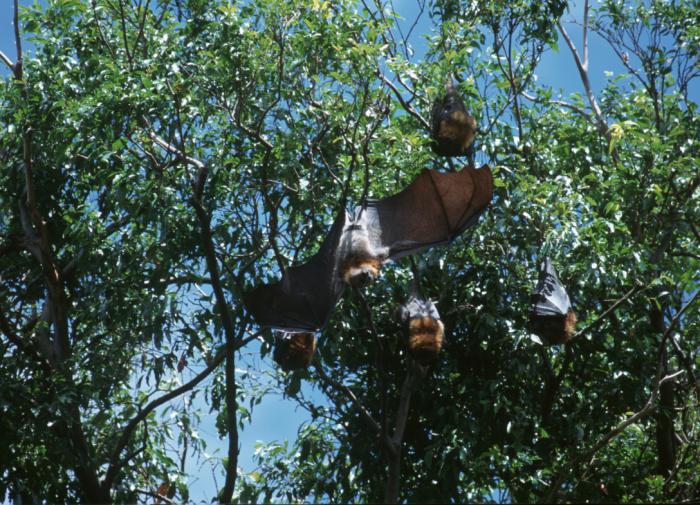 У летучих мышей выявили склонность к каннибализму