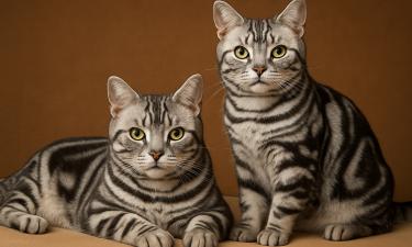 Мрамор в шерсти, золото в характере: порода котов, которые покорили Америку и диваны всего мира