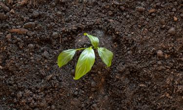 Глубокое рыхление почвы разрушает ходы червей — издание "БЕЛНОВОСТИ"