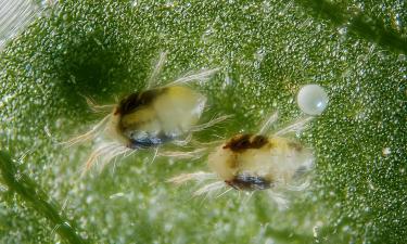 Вредитель занял нижние стороны листьев у домашних культур