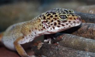 Студент МГУ открыл новый вид "леопардовых" гекконов