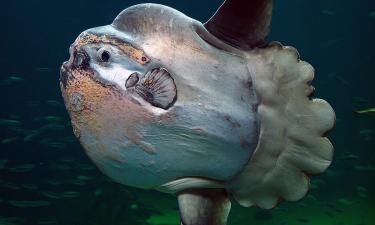 Словно с другой планеты: на берегу Калифорнии обнаружен редкий вид рыбы