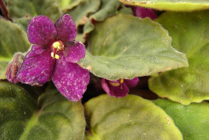 Африканская фиалка