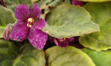 Фитильный полив ускорил формирование цветочных шапок