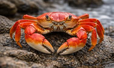 Карцинизация привела к крабообразным телам у разных ракообразных