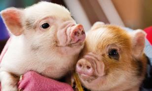 Уникальные питомцы для вашего дома: маленькие свинки, еноты, лисы и обезьяны