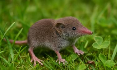 Полтора грамма жизни: зверёк, который дышит 800 раз в минуту