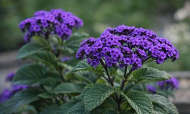 Гелиотроп высаживают в грунт после угрозы заморозков