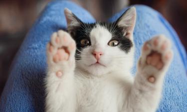 Вот почему ваш кот выбирает именно шторы — и как его переубедить