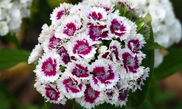 Для пушистой гвоздики нужна рыхлая почва и солнечное место посадки