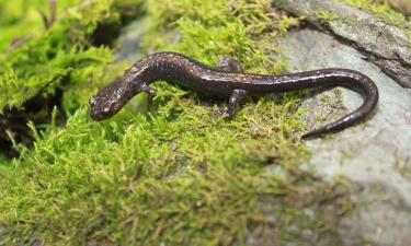 Трёхногие ящерицы научились бегать как кенгуру: потеря лапы — не приговор