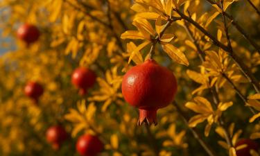 Гранатовые косточки прорастают быстрее после стратификации