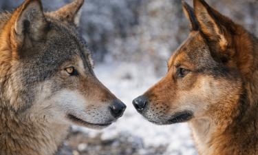 Волк имеет превосходное периферийное зрение, а собака — дальнозоркость