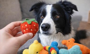 Некоторые собаки могут быстро устанавливать связь между словом и объектом