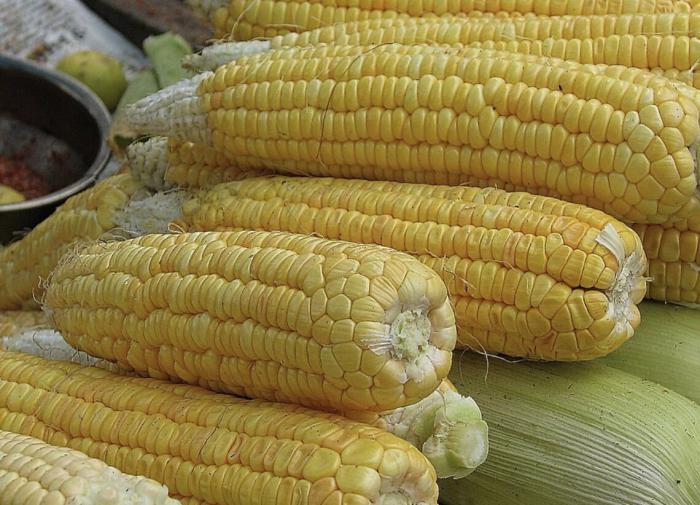 У вас всё получится: вырастить крупные ровные початки кукурузы У вас всё получится: вырастить крупные ровные початки кукурузы