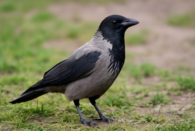 Ворона на траве