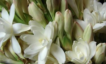 Тубероза усилила декоративность южных цветников