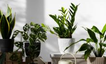 Это не удобрение, а допинг: четыре таблетки — и замиокулькас за две недели превращается в джунгли