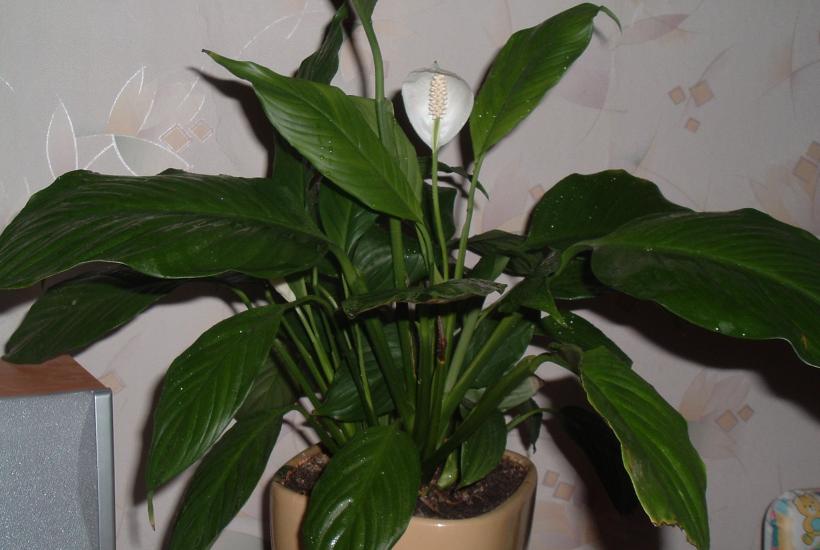 Мирная лилия