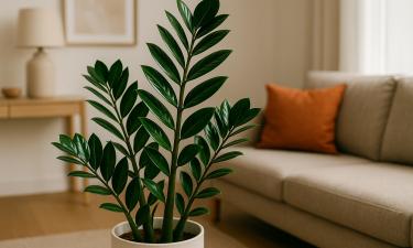 Слишком большой горшок тормозит развитие замиокулькаса