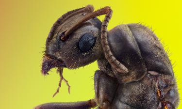 Монстры атакуют ваш автомобиль! Срочно примите меры, пока не поздно