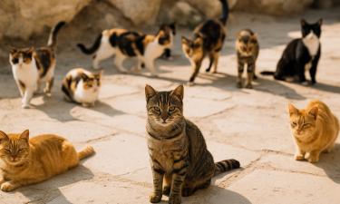 Кипр тонет в кошках: животные размножаются быстрее, чем их успевают стерилизовать