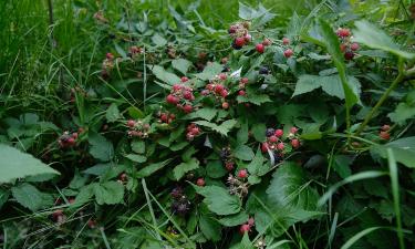 Подготовьтесь заранее: советы, которые весной спасут вашу малину от неурожая