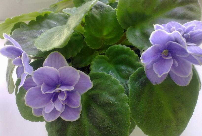 Фиалка, выращенная из листового черенка