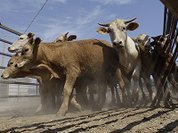 Антибиотики   убьют  эконадежды России?