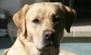 Кинологи назвали норму времени прогулок с собакой