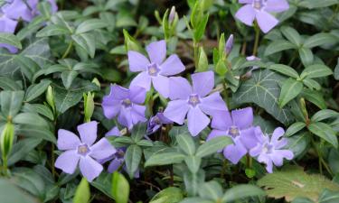 Почвопокровные растения подавляют сорняки зимой