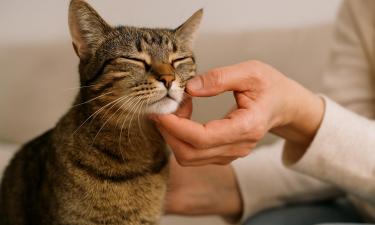 Видео с животными снижает стресс — психолог Мария Аганина