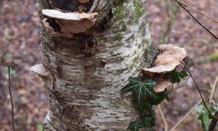 В Китае назвали четыре сибирских деликатеса с уникальными свойствами