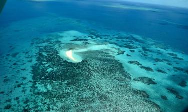 Древний коралл длиной 32 м найден на Соломоновых островах — Pristine Seas