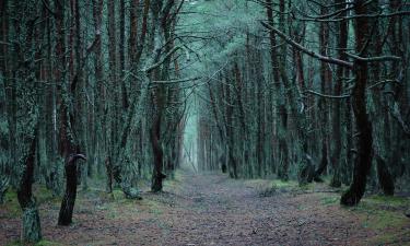 Пожилой человек заблудился: эта роковая ошибка родственников мешает поискам