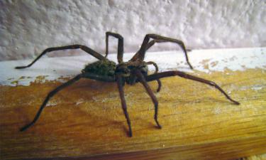 В Канзасе семья делила дом с коричневыми пауками-отшельниками и не подозревала об этом