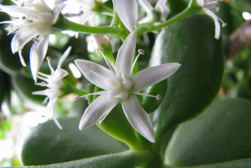 Нефритовое дерево