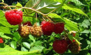 Диетолог Оук: три полезных перекуса помогут похудеть и предотвратить рак