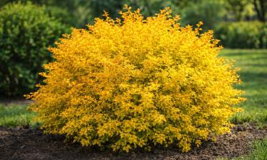 Оранжевый старт, золотое лето, медная осень: куст, который забирает внимание соседей