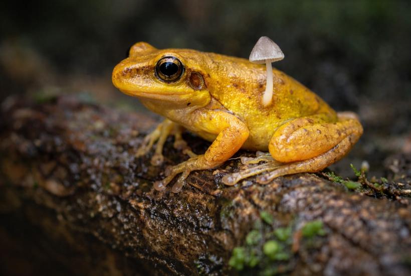 Лягушка с грибом на боку