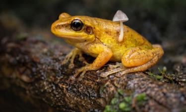 В Индии нашли живую лягушку с растущим грибом Mycena — исследователь Хардер