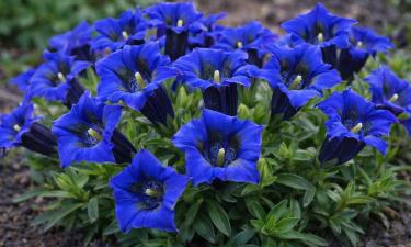 Этот цветок не кричит, а завораживает: многолетник, который нужно сеять уже в феврале