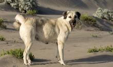 Плюшевые игрушки со стальными челюстями: 11 пород собак, которые могут раздавить кость одним укусом